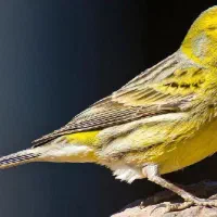 خواهان قناری