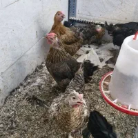 ۱۷ مرغ با یک خروس شرط تخم گذار