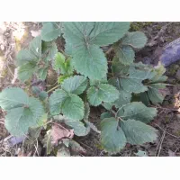 نهال توت فرنگی