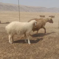 میش بره