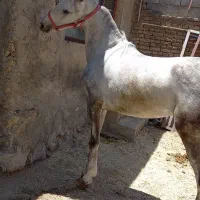 فروش کره مادیان|اسب و تجهیزات اسبسواری|بن, |دیوار