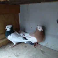 کبوتر طوقی و تهرانی|پرنده|هشتگرد, شهرک بعثت|دیوار