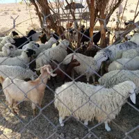 سلام ودرود فروش فوری تعداد55راس،بزصلاله اصل ومیش|حیوانات مزرعه|حاجی آباد, |دیوار