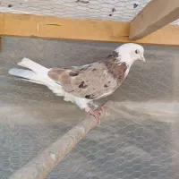 کفتر|پرنده|چهاردانگه (تهران), |دیوار