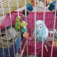 چند عدد مرغ عشق