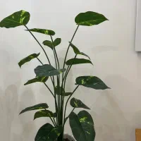 گل وگلدان شیک|گل مصنوعی|رشت, یخسازی|دیوار