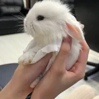 خرگوش لوپ ترکیش