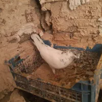 ۱۸ عدد کفتر گلچین پرشی