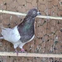 کبوتر کله دار و حسن خانی