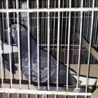 کبوتر کفتر شازده جوجه گمشده محدوده جی