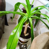 گل اشک ملکه زیبا