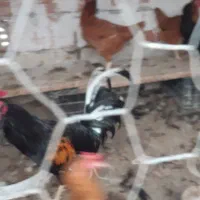 گلین وسیبرایت|حیوانات مزرعه|خان ببین, |دیوار