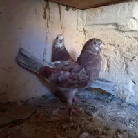 کبوتر نوک ریز چشم نوک