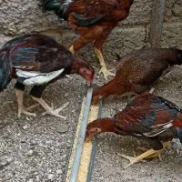 جوجه خروس لاری و مرغ لاری افغانی