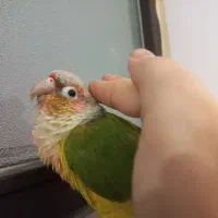 طوطی گرینچیک سخنگو بیش از ۱۰کلمه. رام چلوندنی دستی