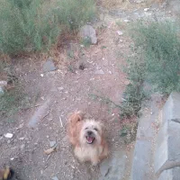 سگ پاکوتا وهاسکی