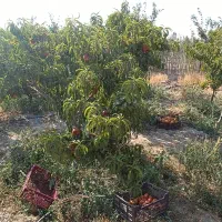 درختان مثمر پایه کوتاه باکیفیت|خدمات باغبانی و درختکاری|شهریار, اسکمان|دیوار