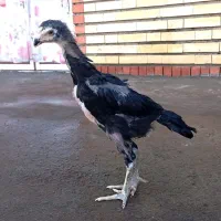 جوجه خروس اوشامو فول کیفیت