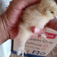 فروش جوجه برهما ودیلگونی|حیوانات مزرعه|دهدشت, |دیوار