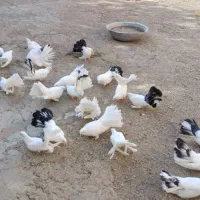 کبوتر دم چتری گردن لرزون|پرنده|میانه, |دیوار