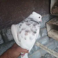 سه جفت کبوتر اصلی درجه یک حراج|پرنده|لنجان, |دیوار