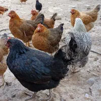 مرغ محلی جوان تخم گذار|حیوانات مزرعه|شیروان (خراسان), |دیوار