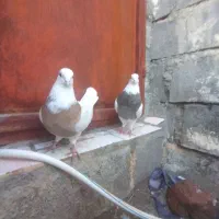 طوقیماده|پرنده|صحنه, |دیوار