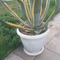 گل اگاووکاکتوس