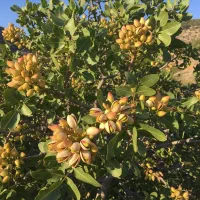 کلید ثروت در دست شماست با نمایندگی نهال|خدمات باغبانی و درختکاری|تویسرکان, |دیوار