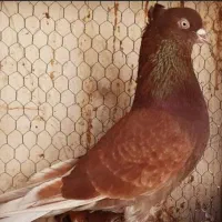 کفتر  سرخ