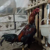 لاری ۱۱ماهه خ ر و س|حیوانات مزرعه|چهاربرج, |دیوار