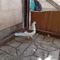 کفتر باخت رفته سمت غیاث اباد هادی اباد