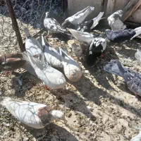 کفتر یه خانه|پرنده|همدان, |دیوار