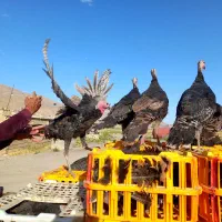 بوقلمون برنز