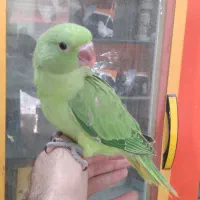 طوطی گرینچیک ملنگو