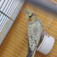 عروس هلندی زیبا دانه ای هفتصد