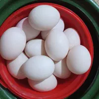 فروش تخمه مرغ واردک محلی