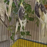 عروس هلندی|پرنده|هشتگرد, هیو|دیوار