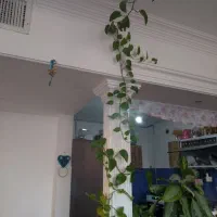 فروش گل|گل و گیاه طبیعی|چناران, |دیوار