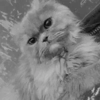 گربه خاکستری پرشین|گربه|بهشهر, |دیوار