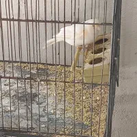 قناری ماده اماده