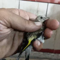 دو عدد جوجه سهره