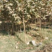 نهال چنار مشهد (.مقاوم ترین چنار .)|خدمات باغبانی و درختکاری|مشهد, نوید|دیوار