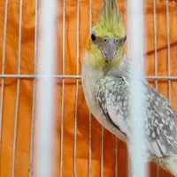 عروس گل باقالی ماده