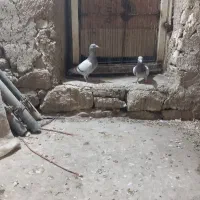 نامور|پرنده|لالجین, |دیوار