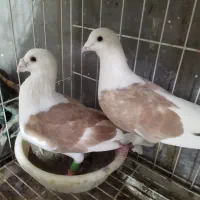 کبوتر|پرنده|شبانکاره, |دیوار