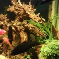 کوی مشکی|ماهی|مشهد, جانباز|دیوار