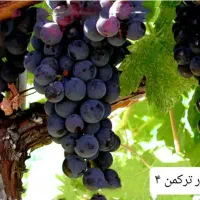 نهال گلدانی انگور و انجیر و گل|خدمات باغبانی و درختکاری|شیراز, دانشکده کشاورزی دانشگاه شیراز|دیوار