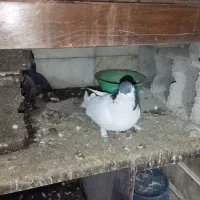 کفتر|پرنده|گلبهار, شهر جدید گلبهار|دیوار