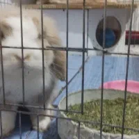 فروش بسته بندی غذای خرگوش (علوفه)|عمده‌فروشی|بوشهر, |دیوار